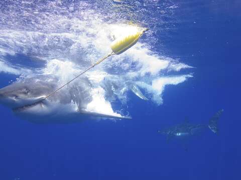 Image of Carcharodon