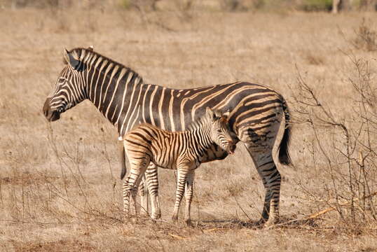 Image of zebra