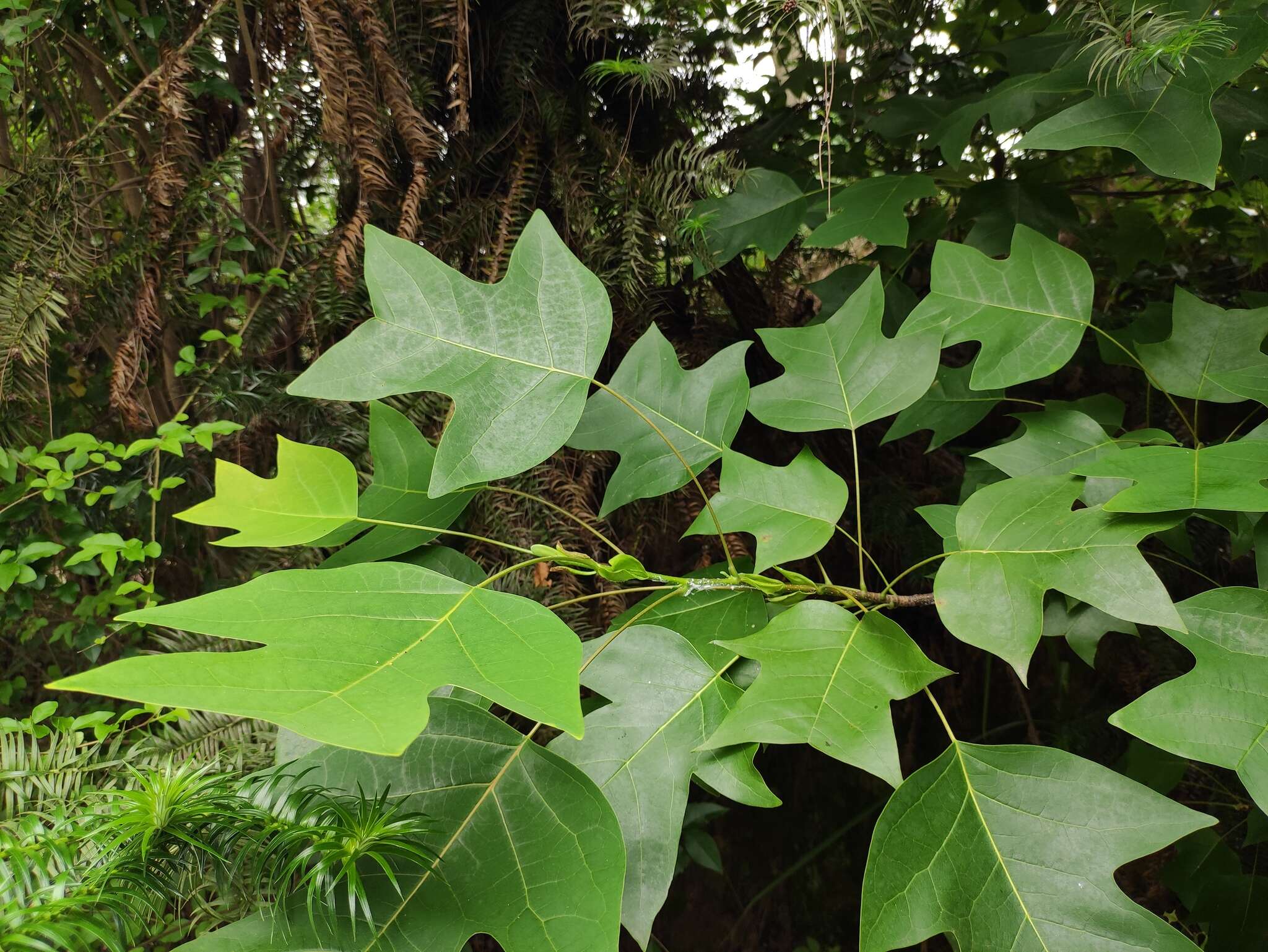 Image of Chinese Tulip Tree