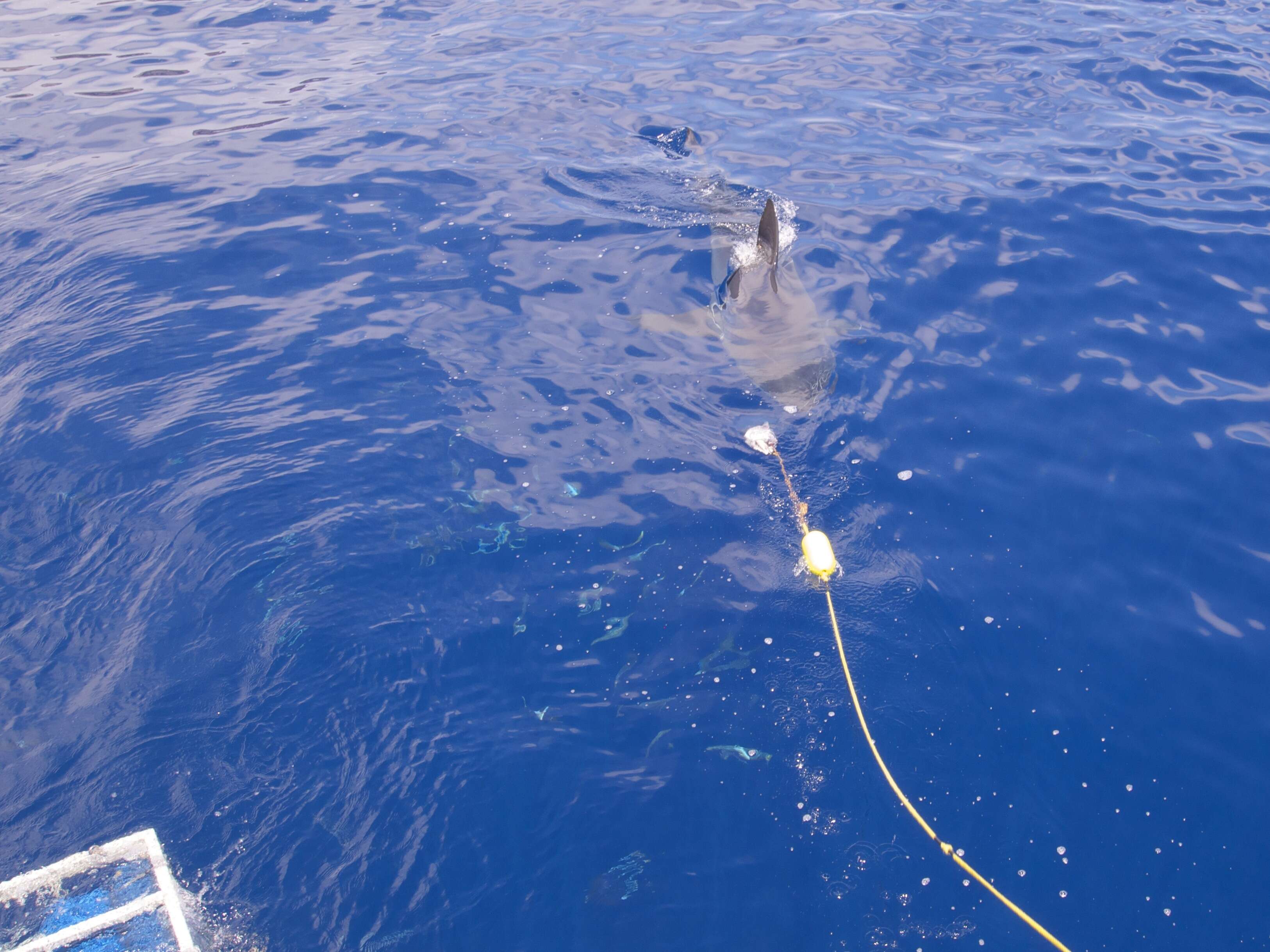 Carcharodon resmi