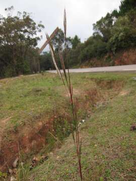 Image of Large silver grass