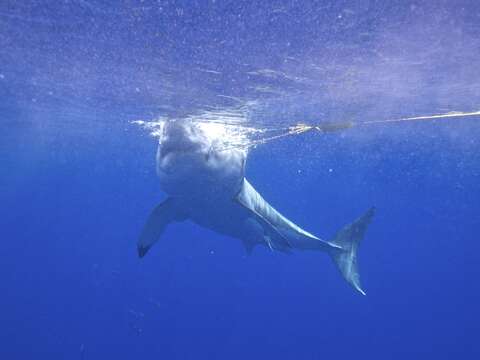 Image of Carcharodon