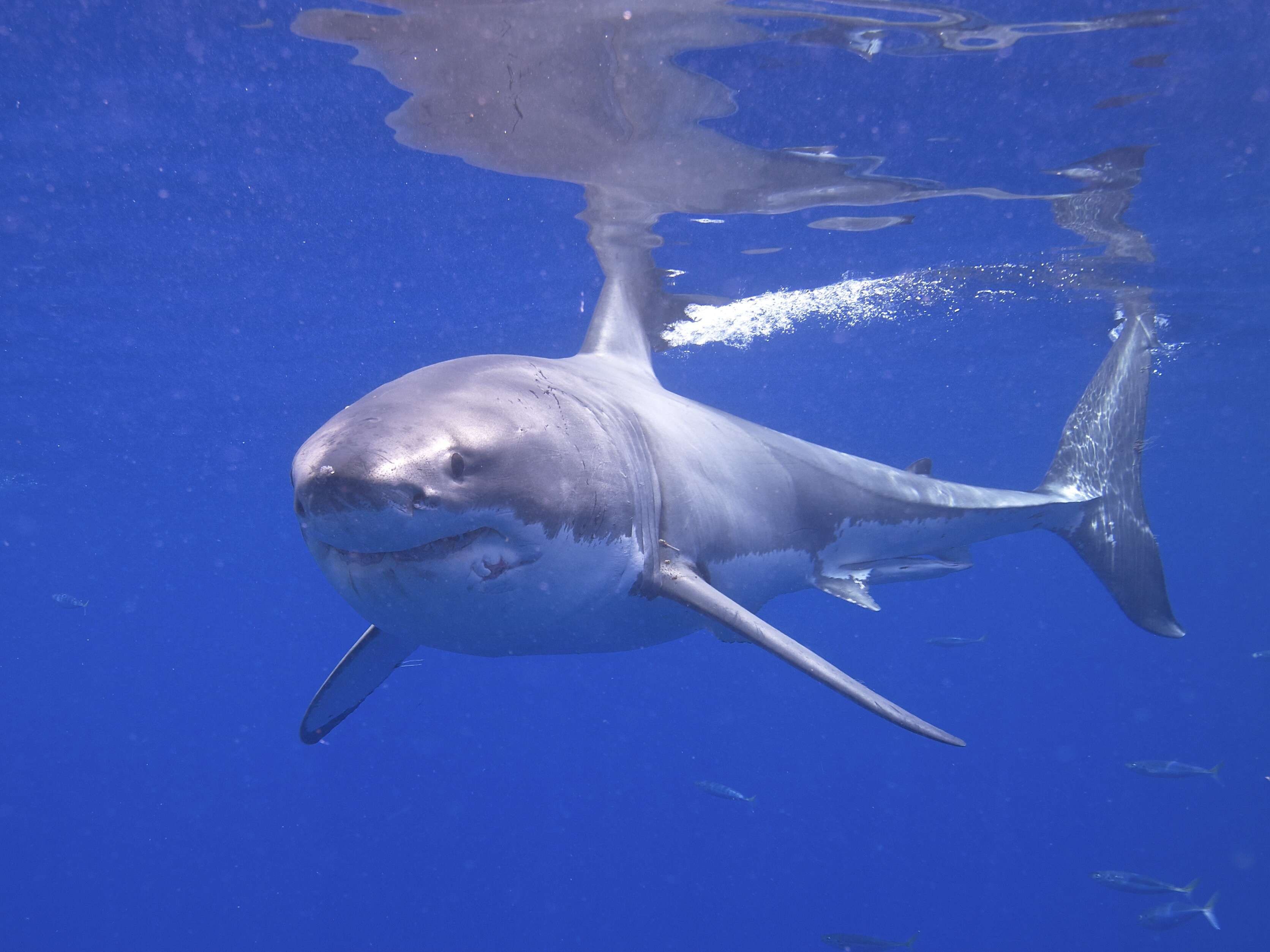 Image of Carcharodon