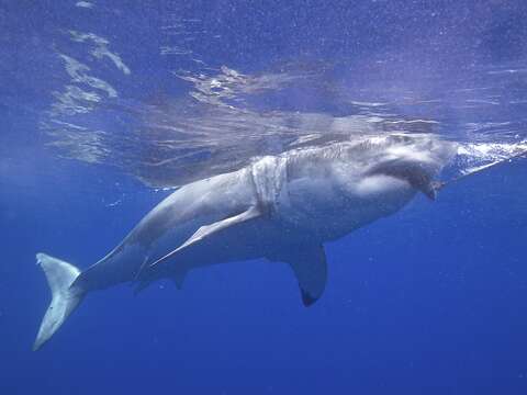 Image of Carcharodon