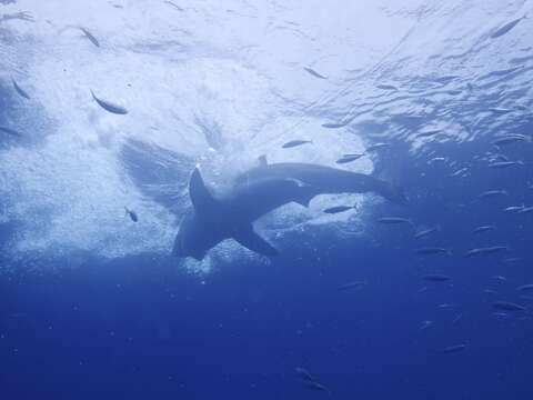 Image of Carcharodon