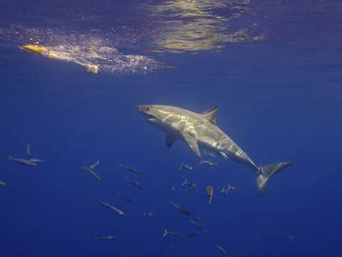 Image of Carcharodon