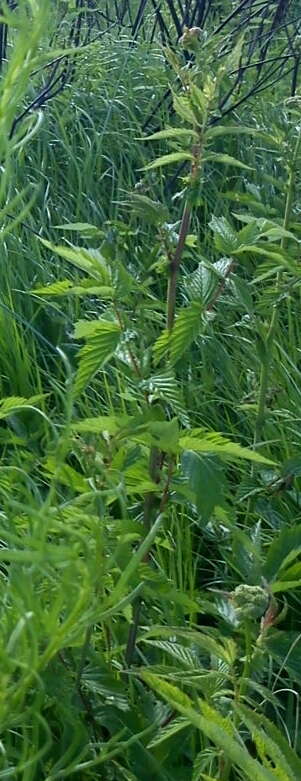 Image de Filipendula ulmaria subsp. denudata (J. & C. Presl) Hayek