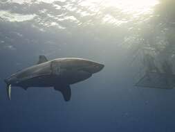 Image of Carcharodon