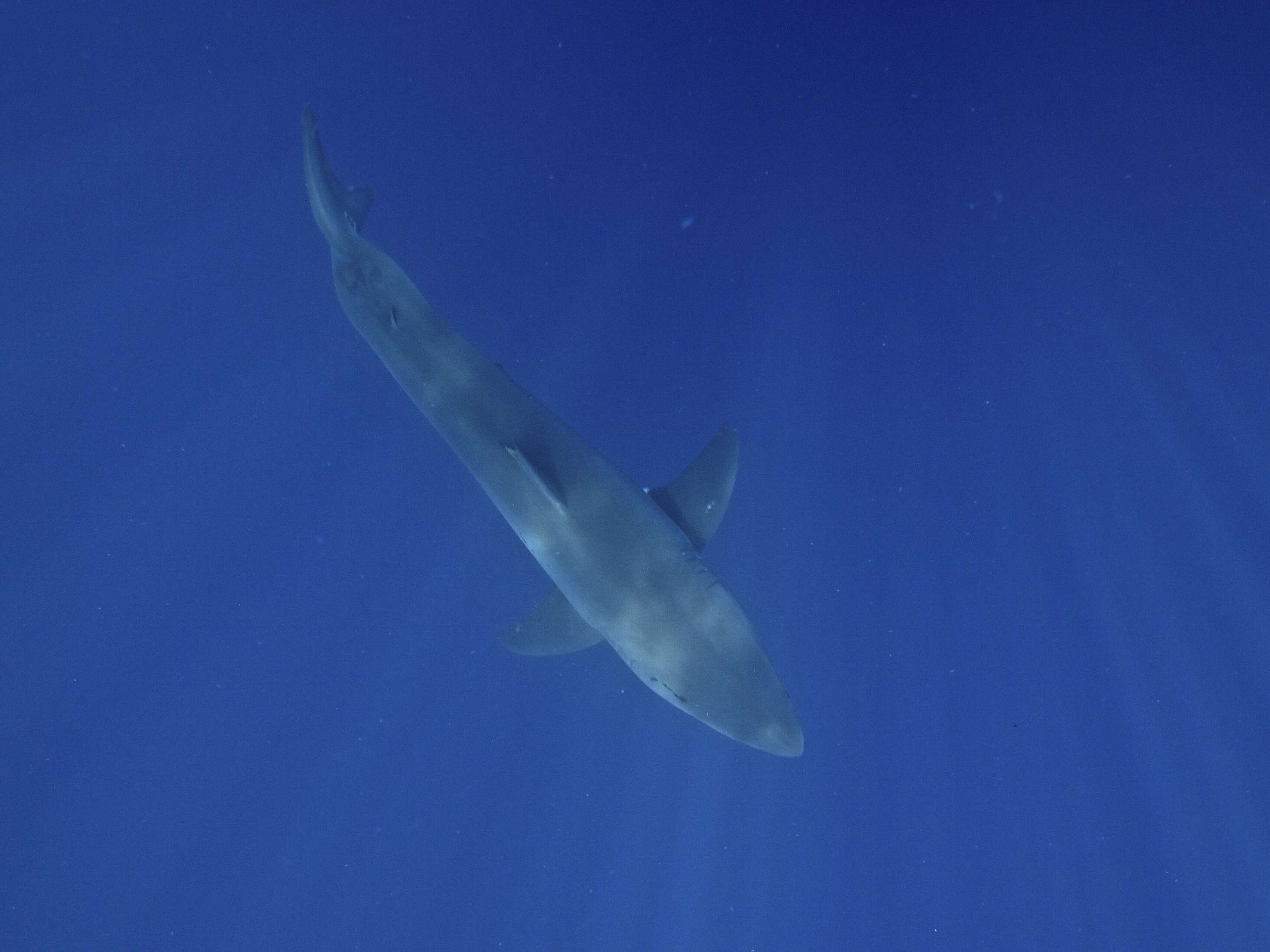 Carcharodon resmi