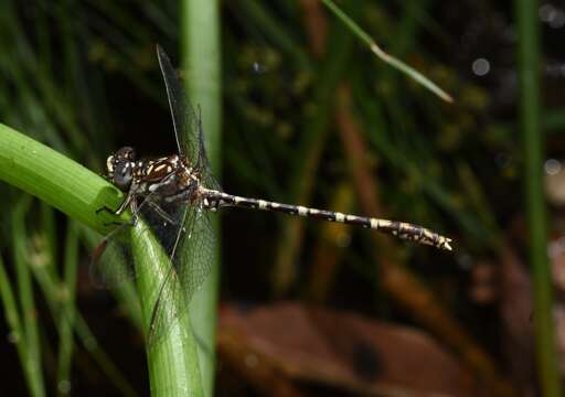 Imagem de Zephyrogomphus lateralis (Selys 1873)