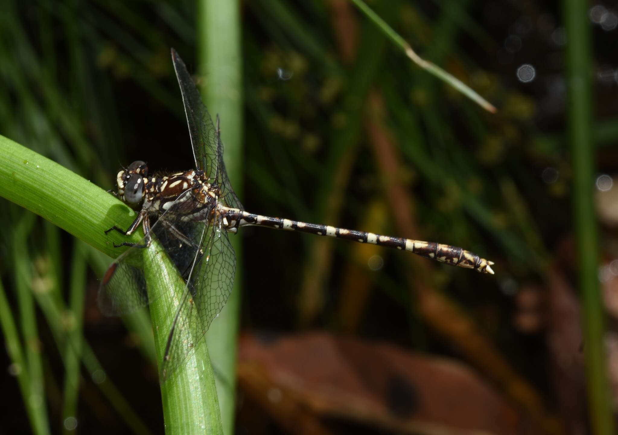 Image of Zephyrogomphus lateralis (Selys 1873)