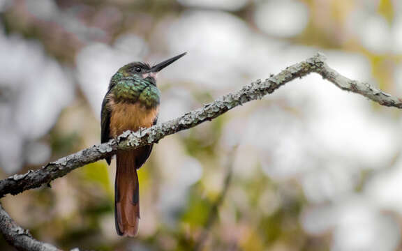 Image of White-chinned Jacamar