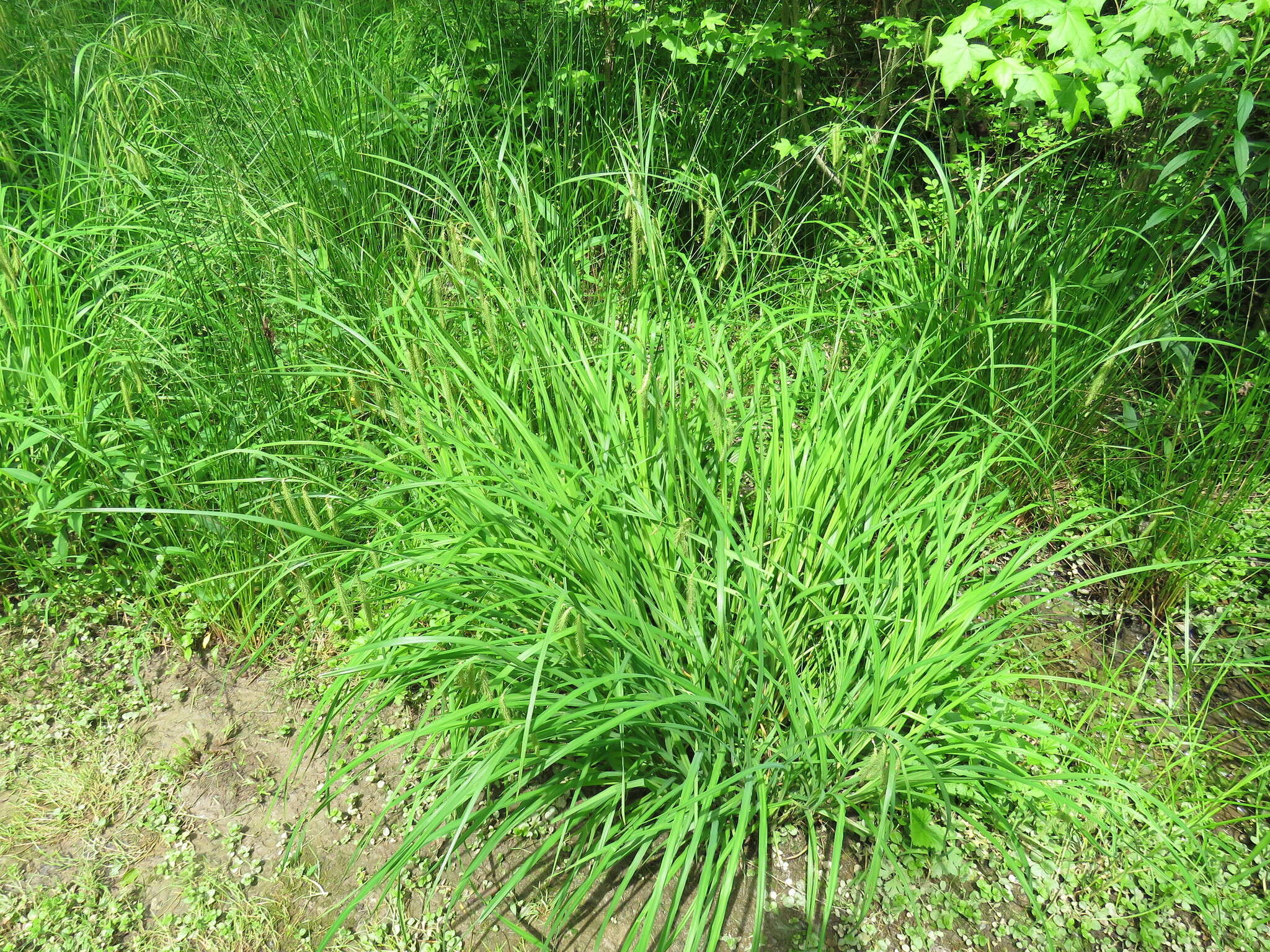 Image of Fringed sedge