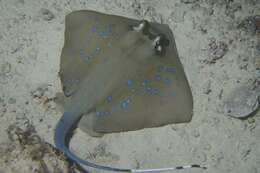 Image of Bluespotted Maskray