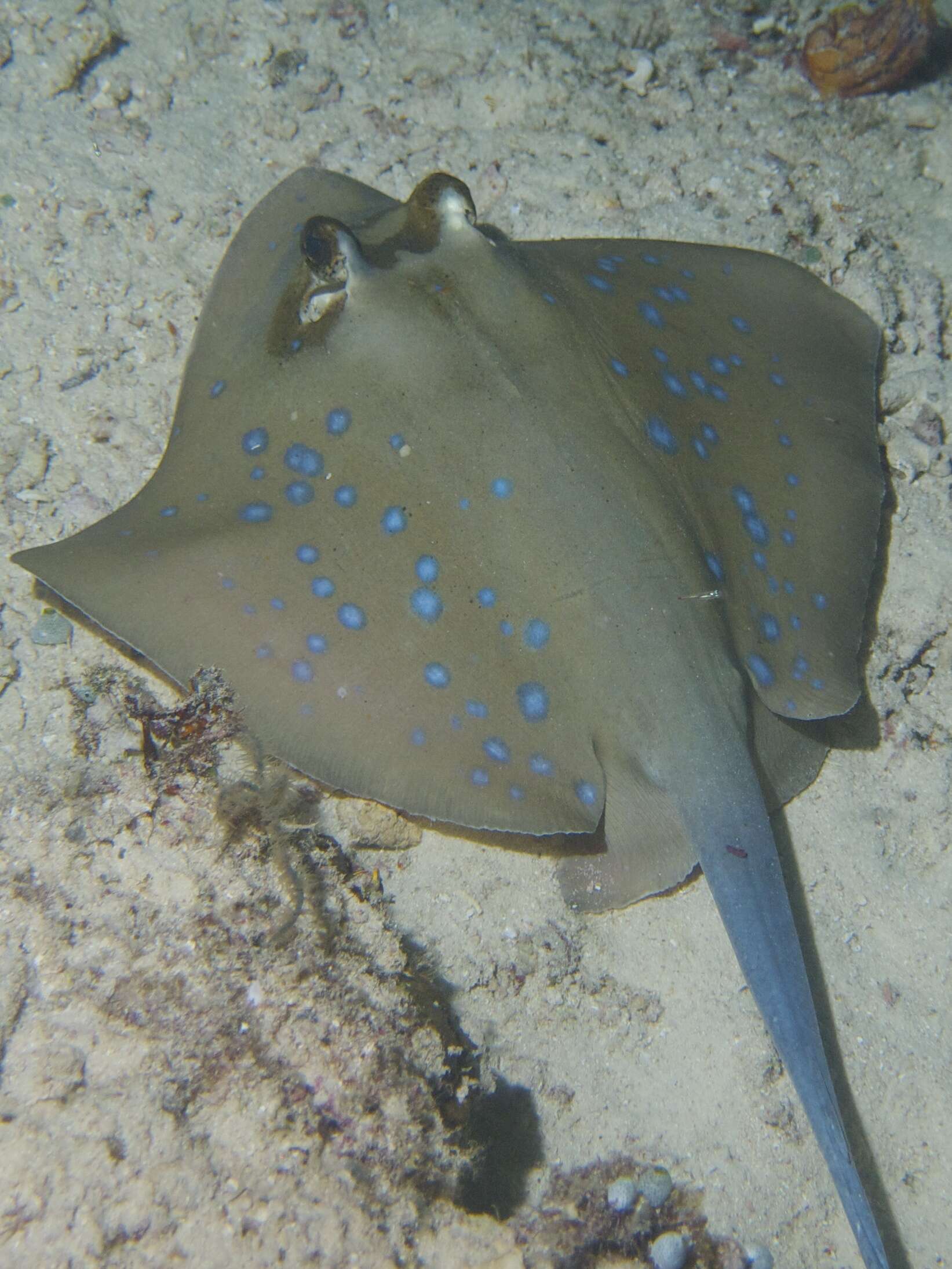 Image of Bluespotted Maskray