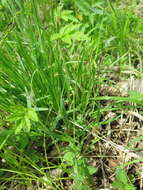 Image of Carex filipes var. oligostachys Kük.