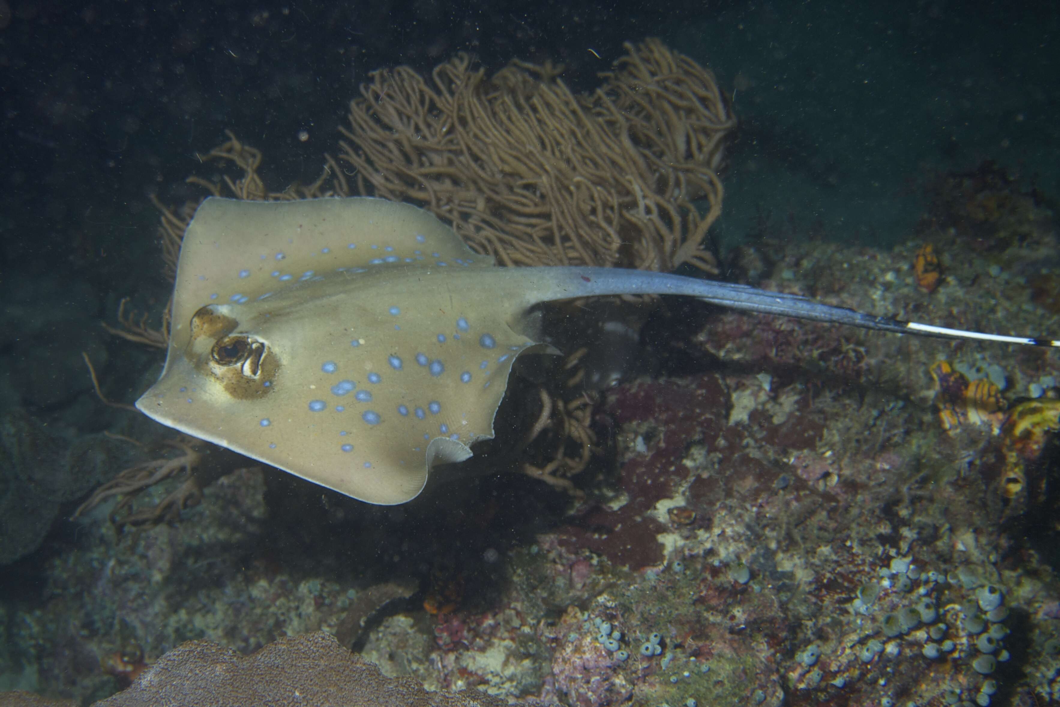 Image of Bluespotted Maskray