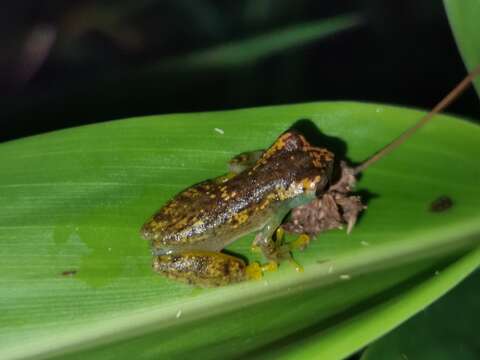 Imagem de Dendropsophus cruzi (Pombal & Bastos 1998)