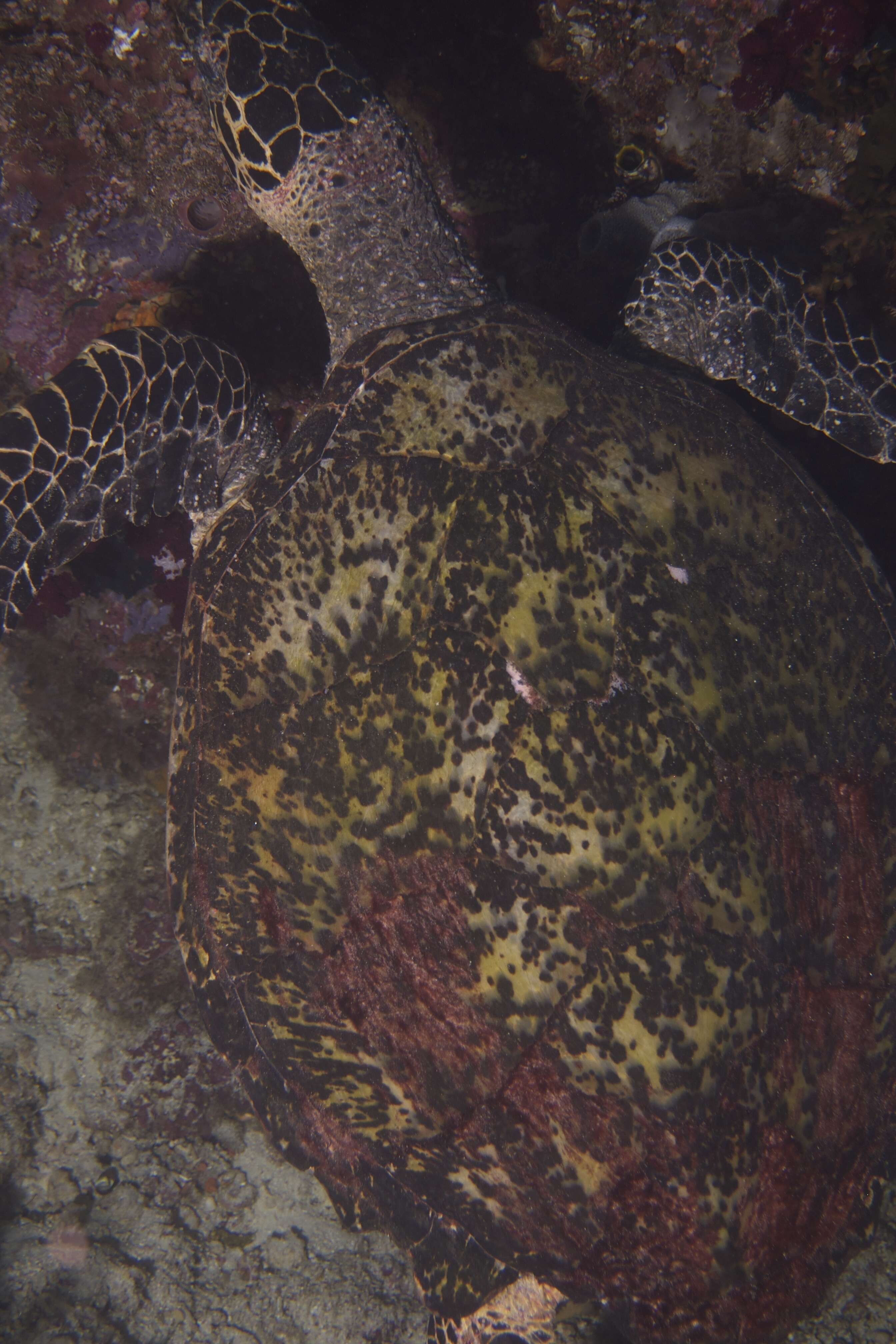 Image of Eretmochelys