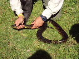 Image of Yellow anaconda