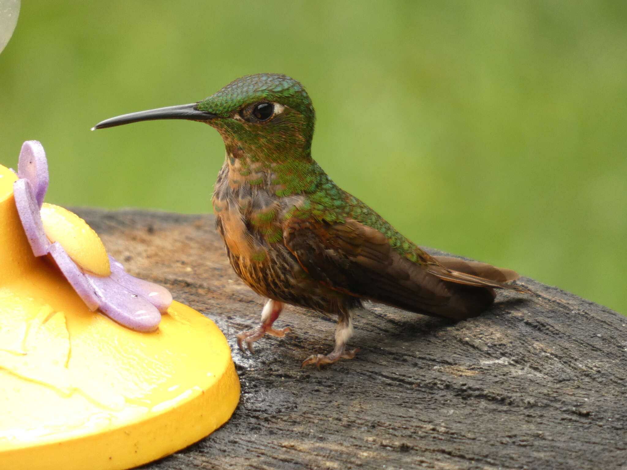 Image of Fawn-breasted Brilliant