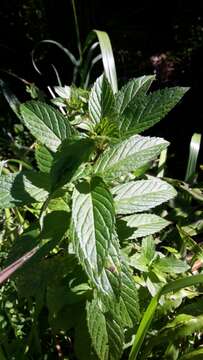 Imagem de Mentha spicata subsp. spicata