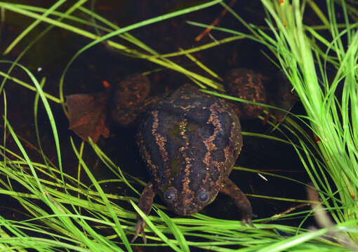 Xenopus gilli Rose & Hewitt 1927 resmi