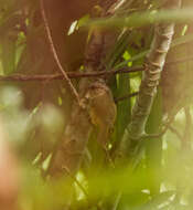 Image of Brown-cheeked Fulvetta