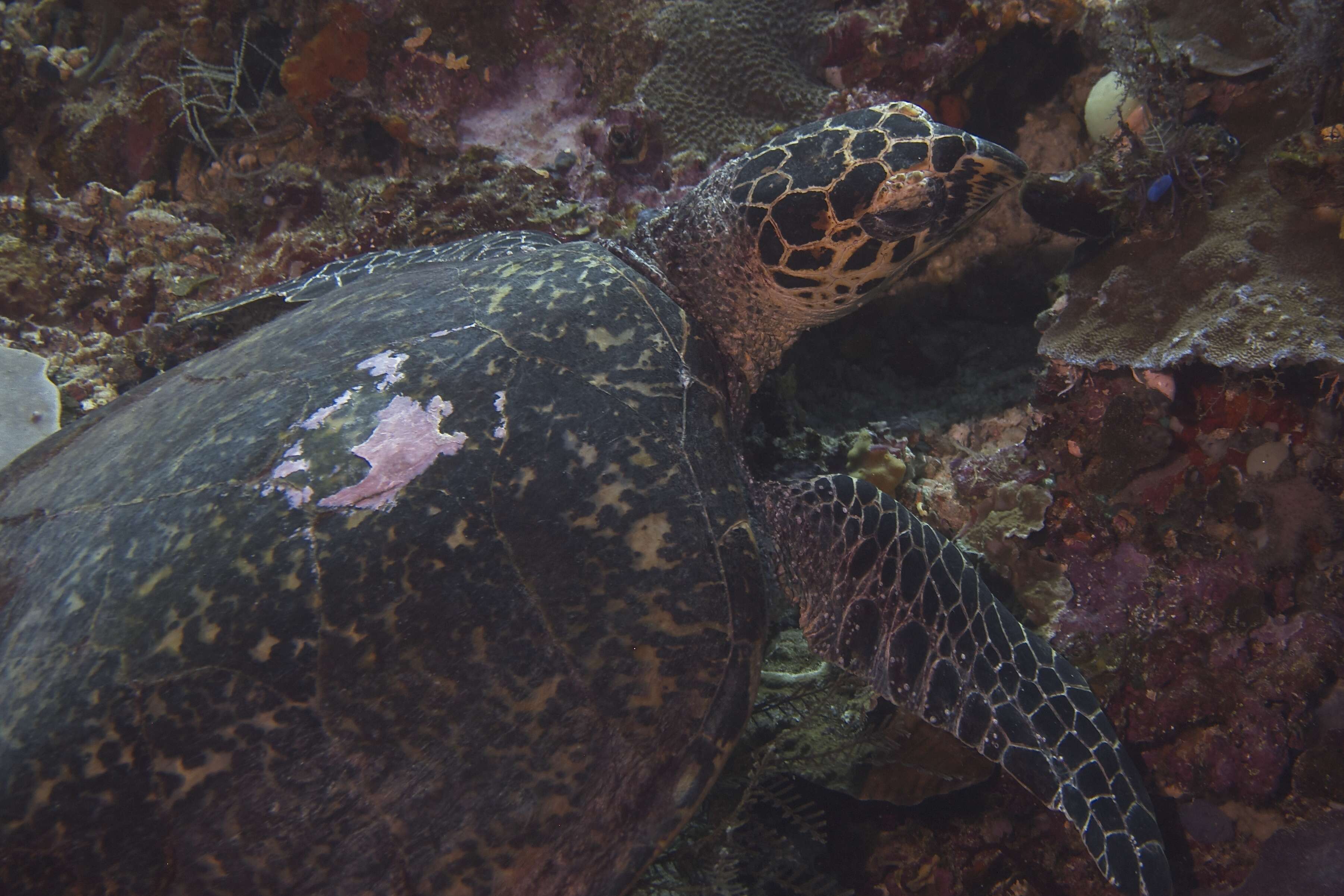 Image of Eretmochelys