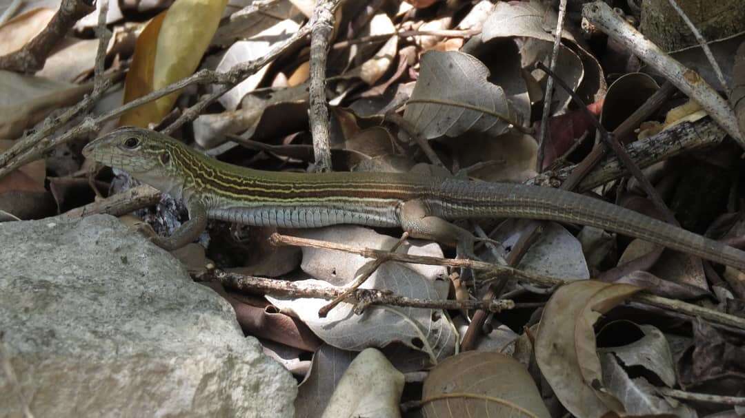 Image of Aspidoscelis cozumela (Gadow 1906)