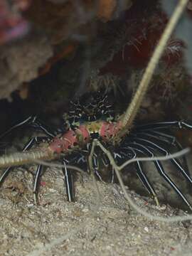 Image of Painted Spiny Lobster