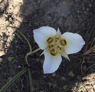 Image of sego lily