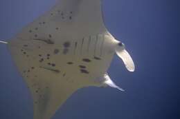 Image of Coastal Manta Ray