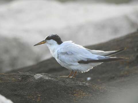 Image of Saunders's tern