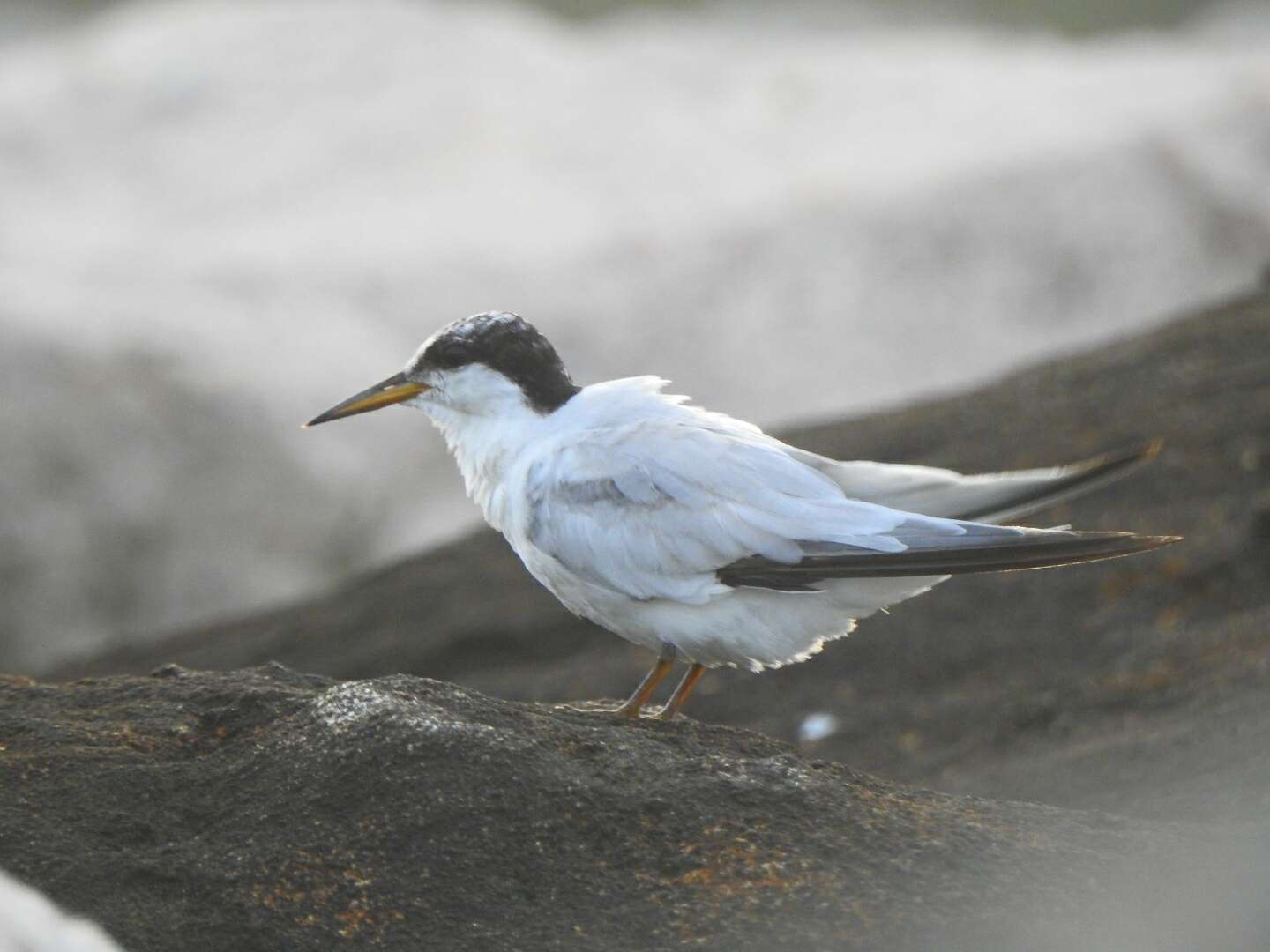 Image of Saunders's tern