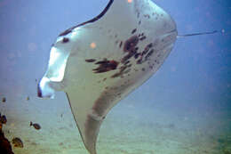 Image of Coastal Manta Ray