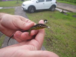 Image of Martinique's Anole