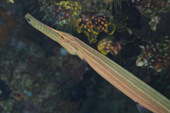 Image of trumpetfishes