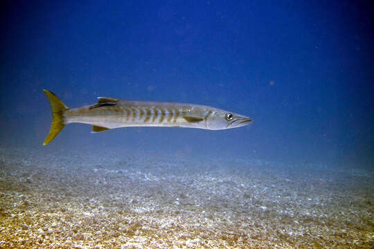 Image of barracudas