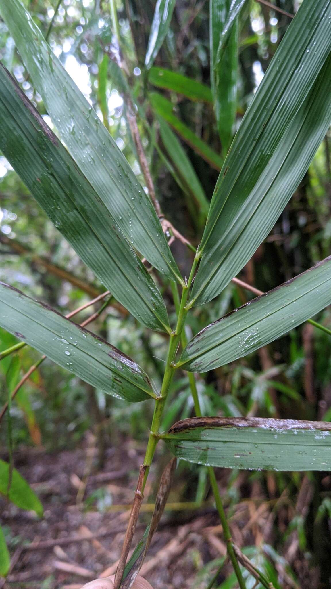 Image of Bambusa pachinensis Hayata