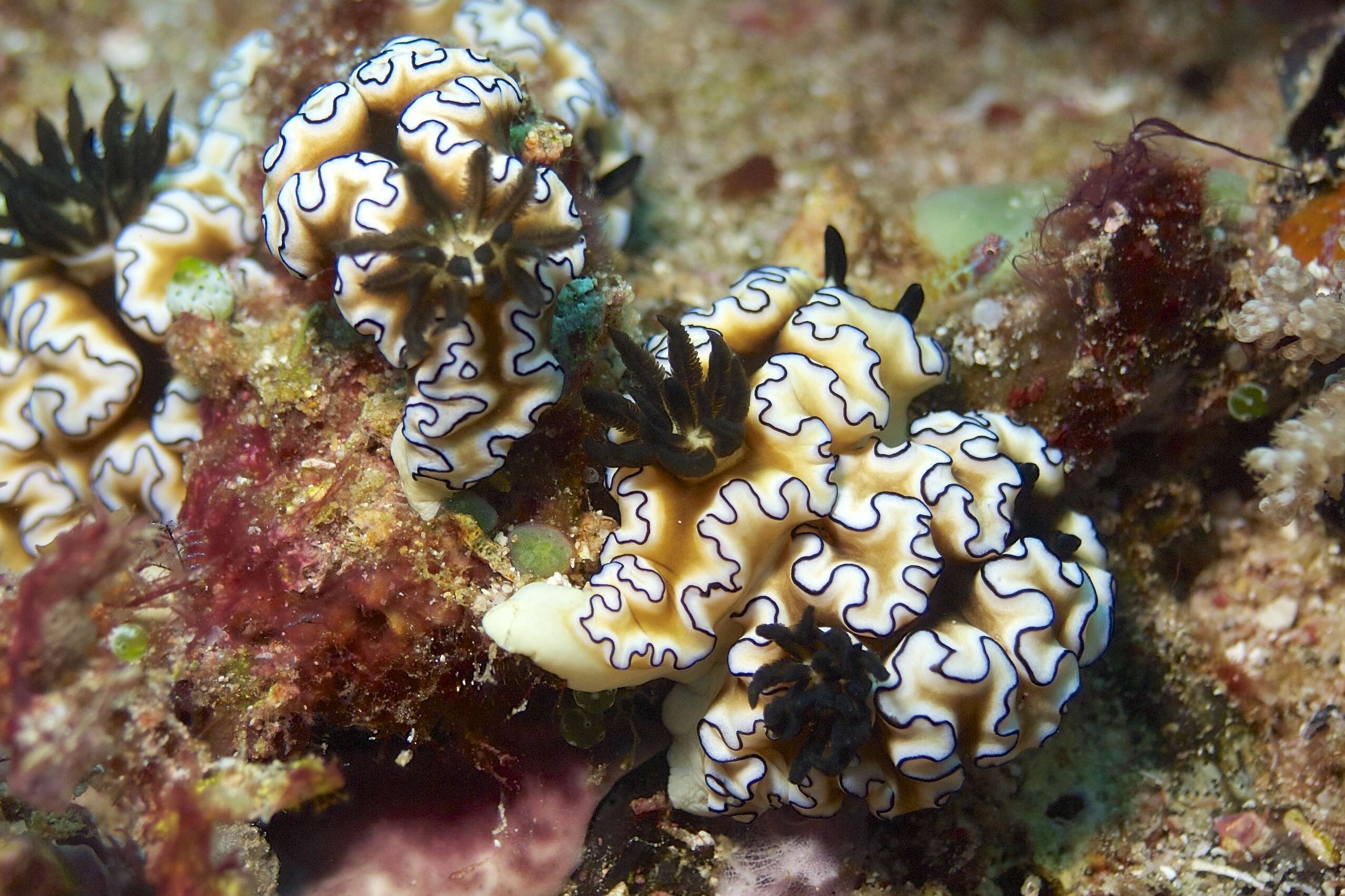 Image of Black margined slug