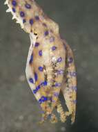 Image of Greater Blue-ringed Octopus