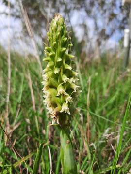 Plancia ëd Skeptrostachys paraguayensis (Rchb. fil.) Garay