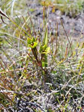 Image of Campynema lineare Labill.