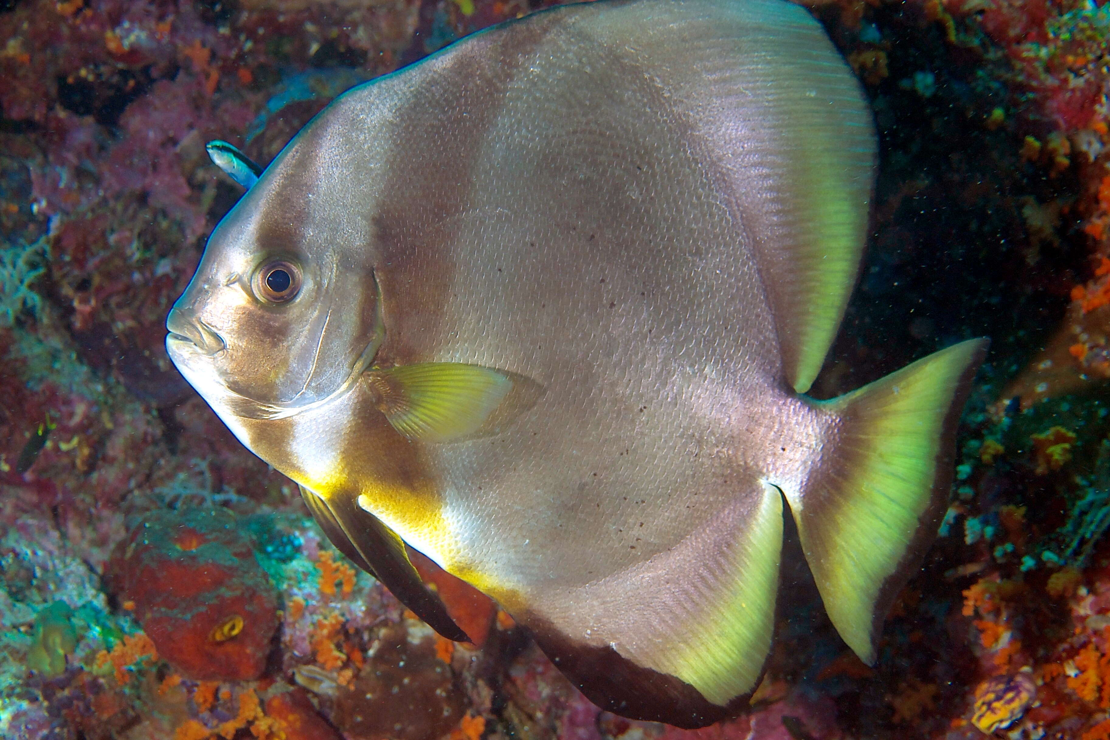 Image of Longfin batfish