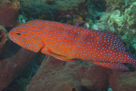 Image of Coral Hind