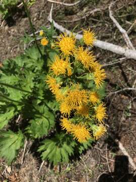 صورة Cacaliopsis nardosmia (A. Gray) A. Gray