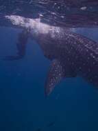 Image of whale sharks