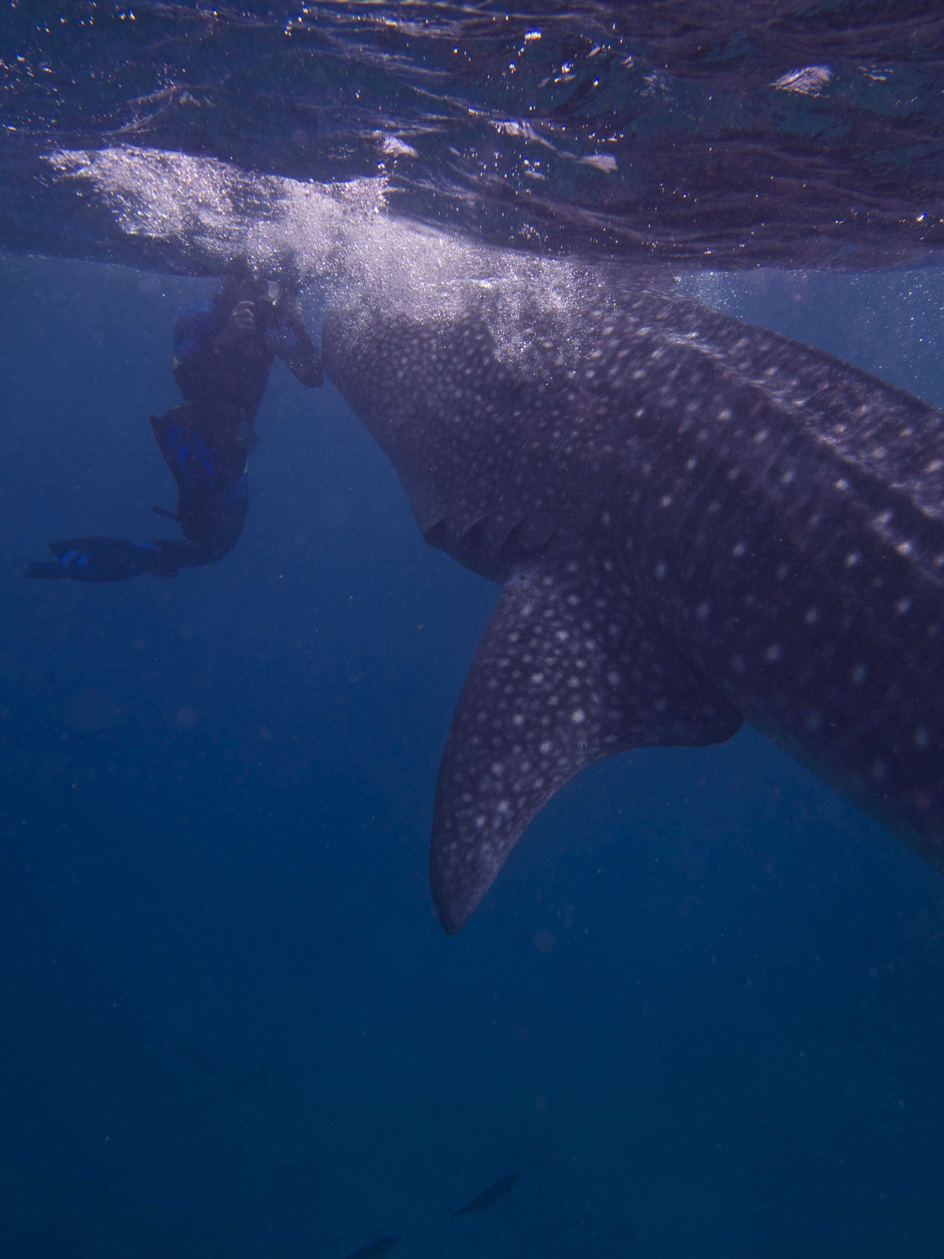 Image of whale sharks