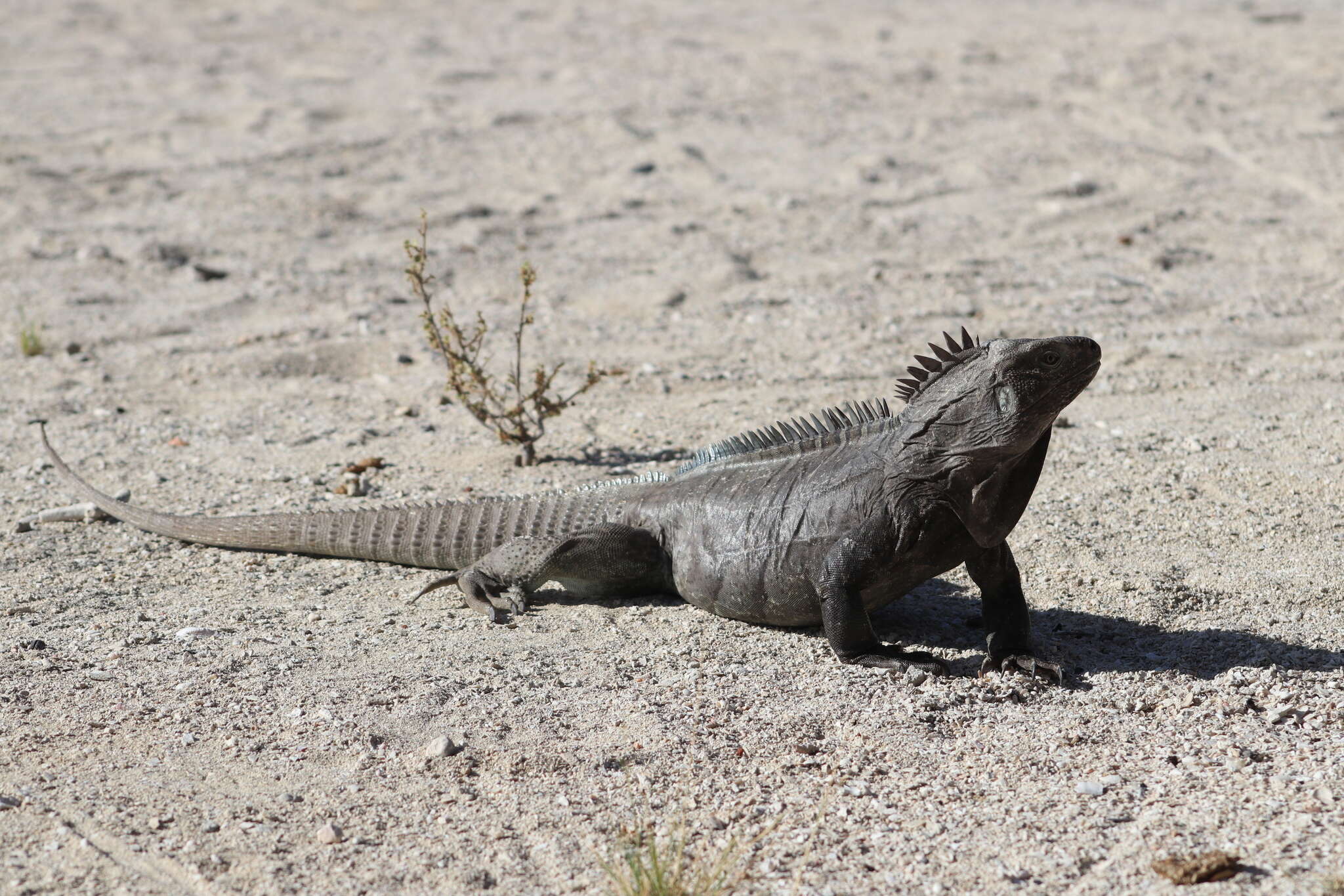 Imagem de Cyclura ricordi (Duméril & Bibron 1837)